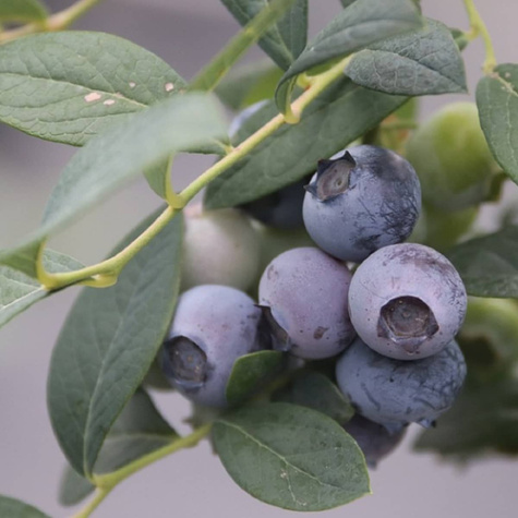 RECORD borówka średnio-późna