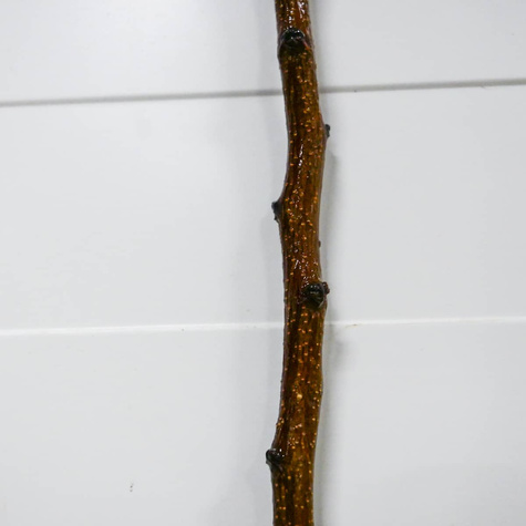 Morela Sirena START PACK