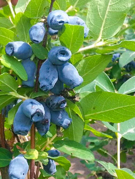 Jagoda kamczacka Ałtaj