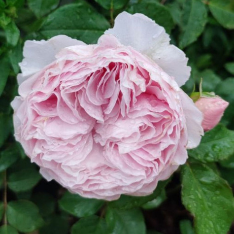 Róża parkowa Gartentaraume różowa balot