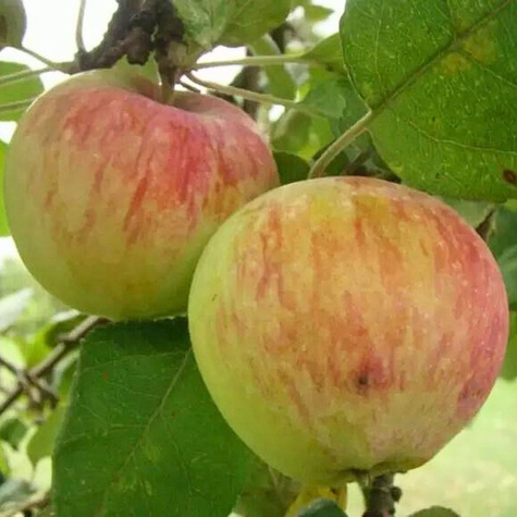 Jabłoń Jester START PACK