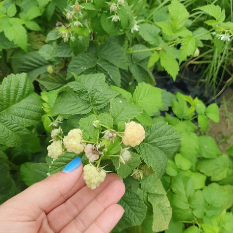 Malina żółta na balkon Summer Lovers Patio Gold w doniczce