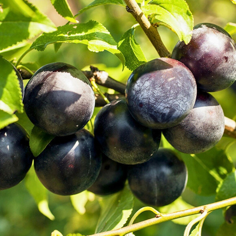 Śliwa japońska Black Amber Mrozoodporna