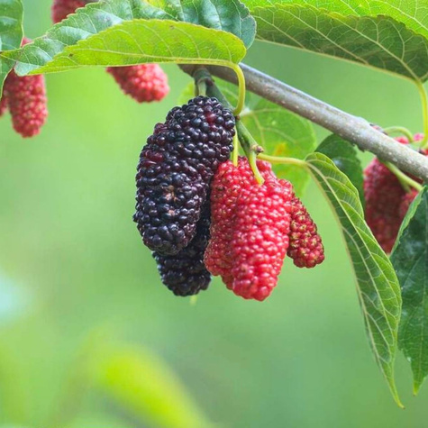 Morwa czerwona w doniczce