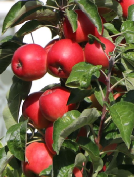 Jabłoń kolumnowa Waltz START PACK