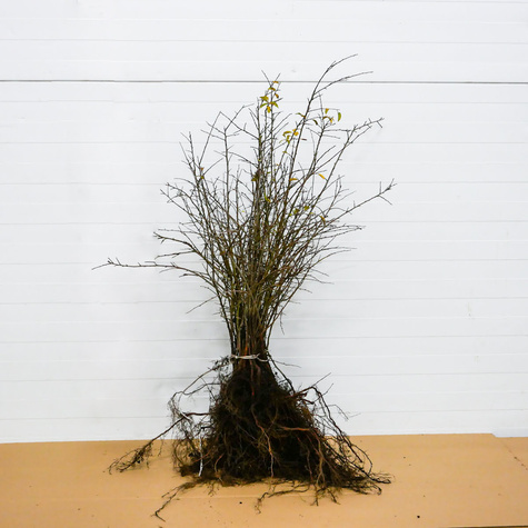 Grab Pospolity Plant Pack