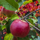 Jabłoń Red Boskoop