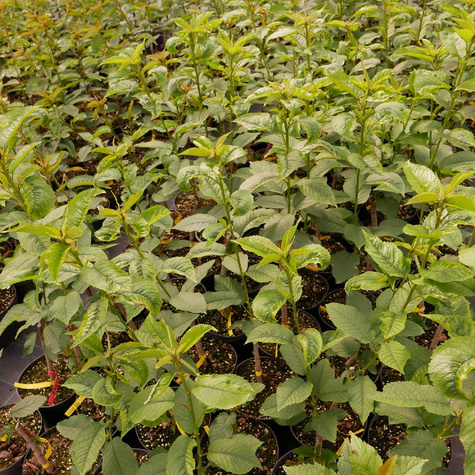 Czereśnia Bladoróżowa Miodówka w doniczce