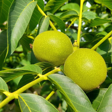 Orzech Włoski Fernor Szczepiony Plant Pack