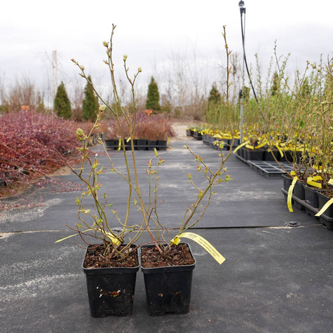 Borówka amerykańska niska Northblue (C2)