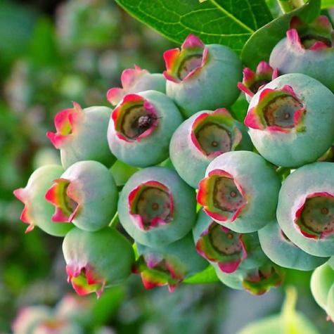 Borówka amerykańska JERSEY średniowczesna