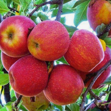 Jabłoń Gala START PACK