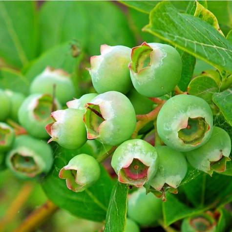 Borówka amerykańska SIERRA średniowczesna Najlepszy zapylacz