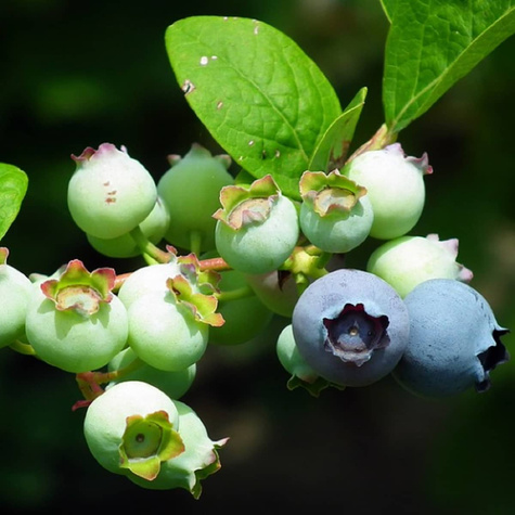 Borówka amerykańska CHANDLER późna w doniczce