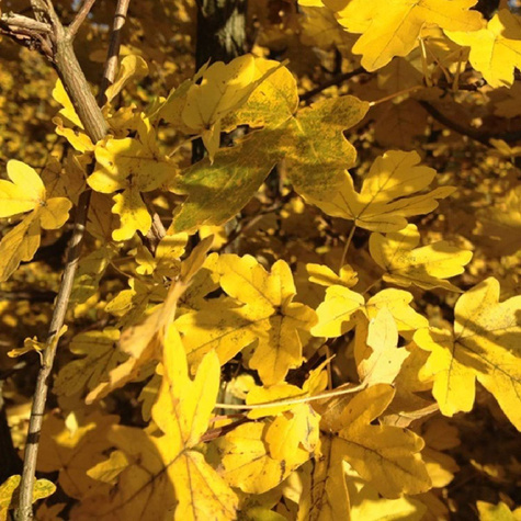 Klon Polny Plant Pack