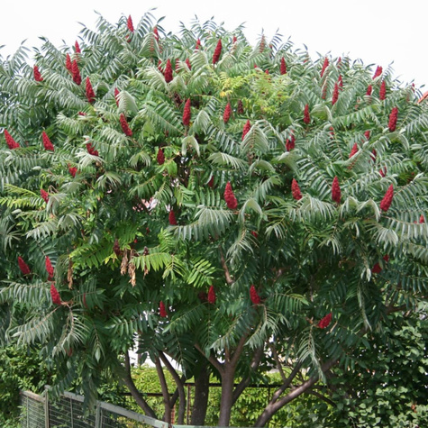 Sumak octowiec Plant Pack