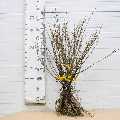 Agrest czerwony Rokula w balocie