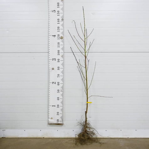 Brzoskwinia typu T5 OWOC WIELKOŚCI JABŁKA