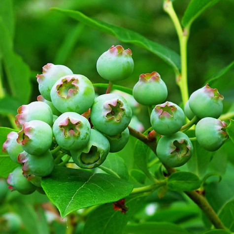 Borówka Zestaw 2 plennych odmian