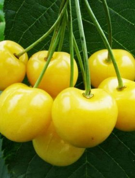 Czereśnia Kanarkowa Żółty kanarek START PACK