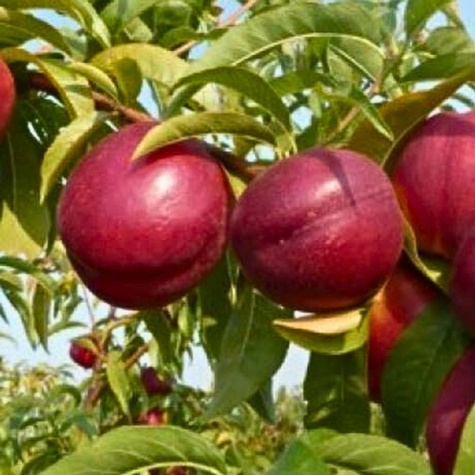 Nektaryna Red Glory Plant Pack