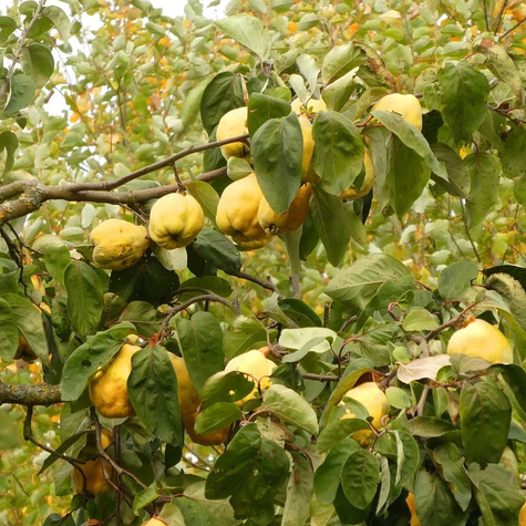 Pigwa gruszkowa Wołgogradzka START PACK