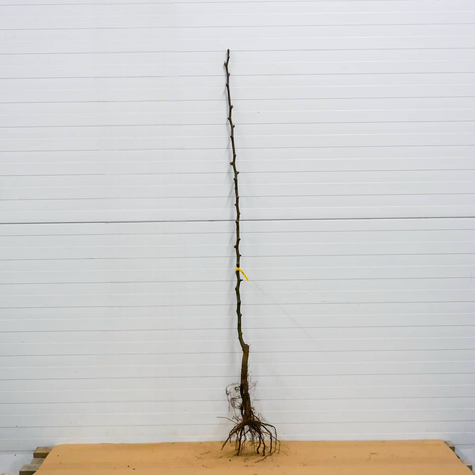 Grusza Klapsa Faworytka