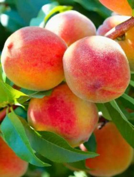 Brzoskwinia Fenix Start Pack