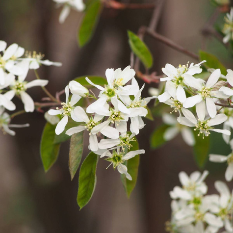 Świdośliwa olcholistna Amela