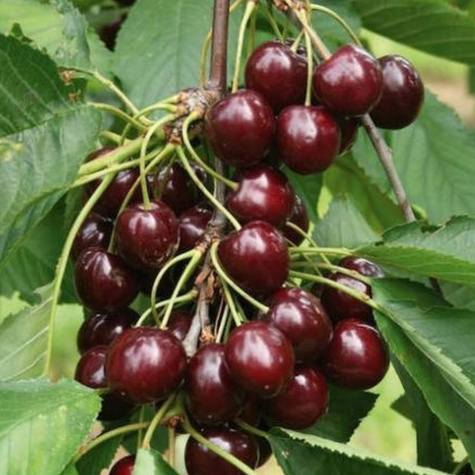 Półkarłowa Czereśnia typu Siestronka PÓŹNA DUŻE OWOCE START PACK