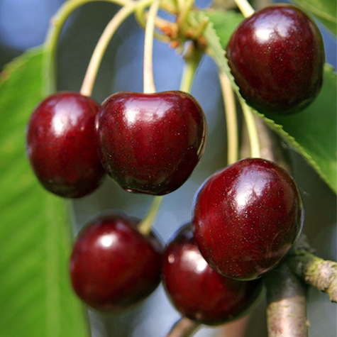 Czereśnia półkarłowa Early Korvik odporna na choroby Plant Pack