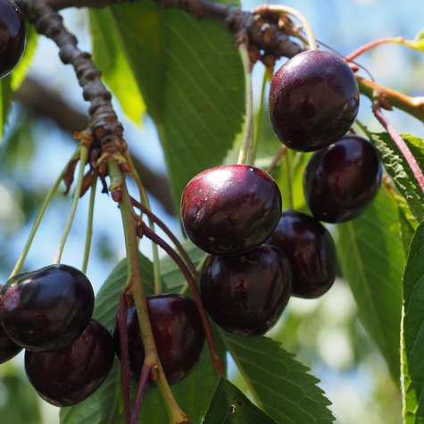 Półkarłowa Czereśnia Tamara NAJWIĘKSZE OWOCE START PACK