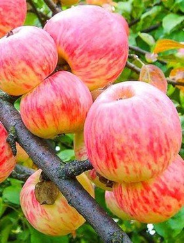 Jabłoń Grafsztynek Prawdziwy Grafsztynek Czerwony START PACK