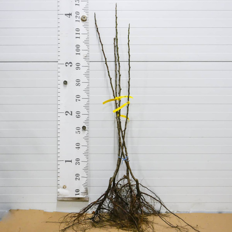 Grusza Komisówka START PACK