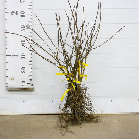 Agrest biały Invicta Plant Pack