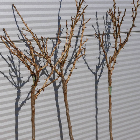 Agrest biały Invicta na pniu