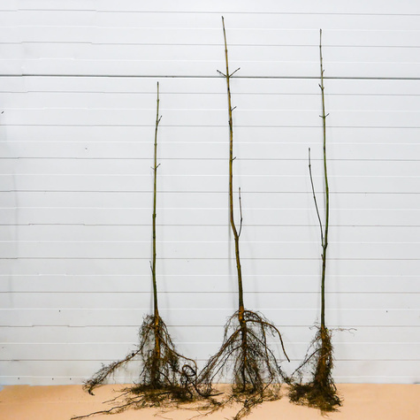 Jesion Wyniosły Miododajny Plant Pack