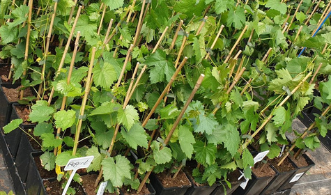 Winorośl winogrona Regent