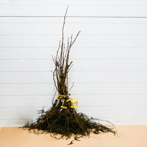 Orzech laskowy Warszawski czerwony START PACK