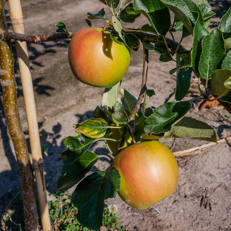 Jabłoń Ariva w doniczce