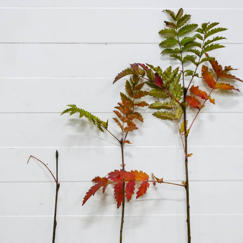 Jarzębina Plant Pack