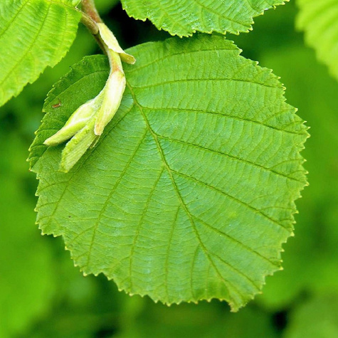 Olcha Olsza czarna Plant Pack