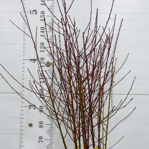 Brzoskwinia Harnaś START PACK