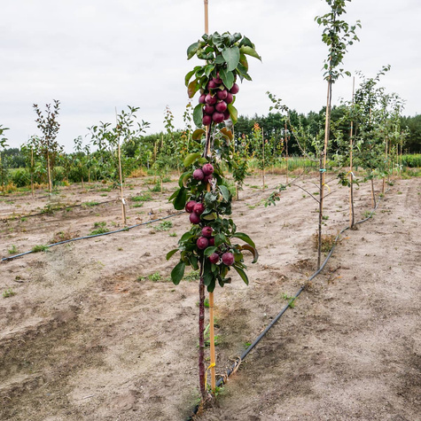 Jabłoń kolumnowa Maypole Balerina START PACK