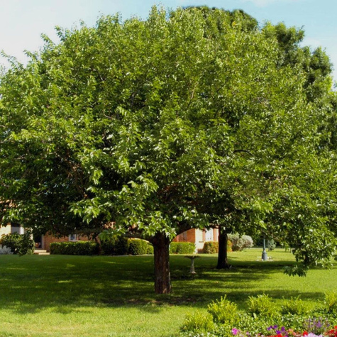 Morwa czerwona w doniczce