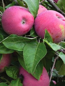 Jabłoń Red Cortland START PACK