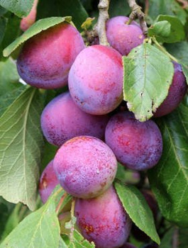 Półkarłowa Śliwa Jubileum