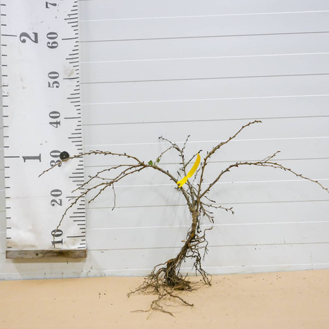 Agrest biały krzaczasty START PACK