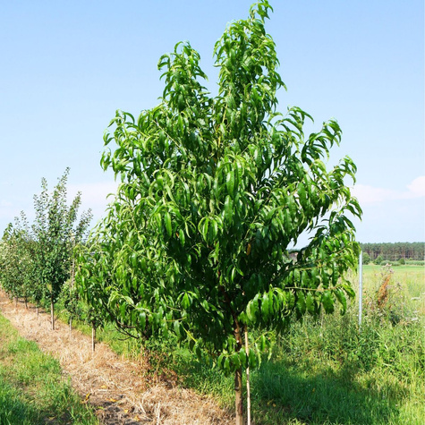 Brzoskwinia typu Harbinger
