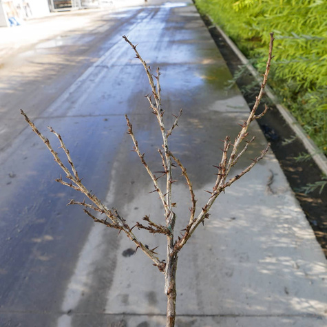 Agrest biały Invicta na pniu